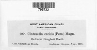 Anthracoidea caricis image